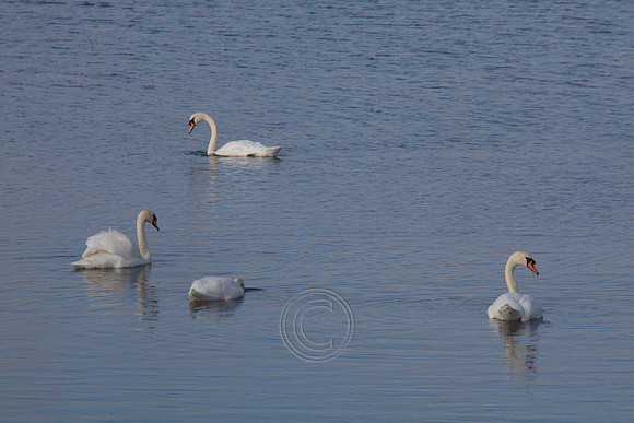 LEITIRMUCU SWANS-0091