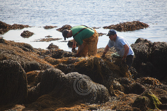 HARVESTING SEAWEED CAISEAL-0106