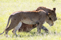 03 TEMBO SEAN-1262