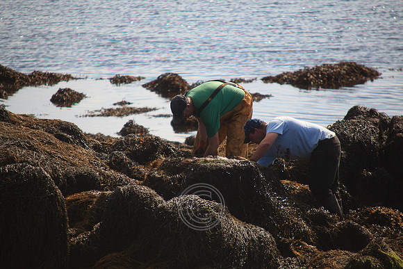 HARVESTING SEAWEED CAISEAL-0110