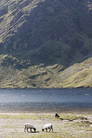 DOOLOUGH SHEEP HOT-2-7