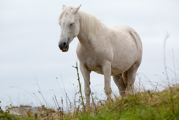 ConPony15-0057