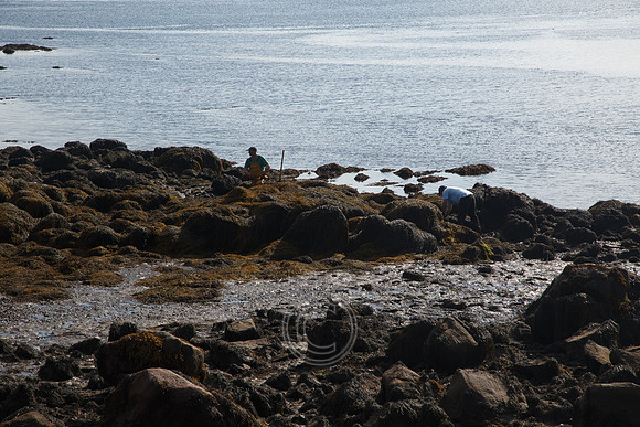 HARVESTING SEAWEED-0016