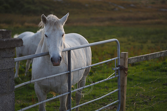 CONNEMARA PONY-0044