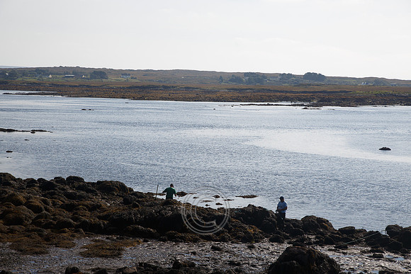 HARVESTING SEAWEED-0017
