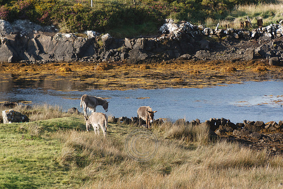 CONNEMARA SHORE DONKEY-0138