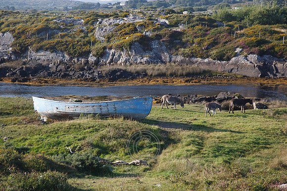 CONNEMARA SHORE DONKEY-0139