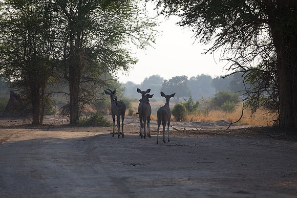 Zimbabwe_Safari 002