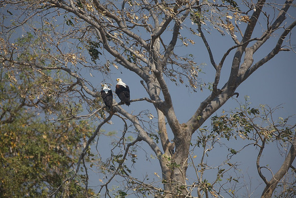 Zimbabwe_Safari 005