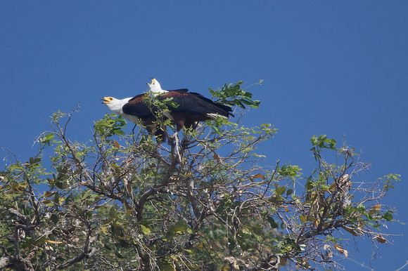 Zimbabwe_Safari 010