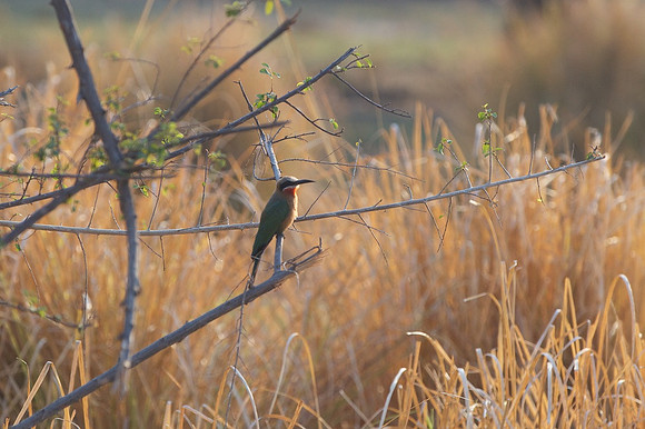 Zimbabwe_Safari 011