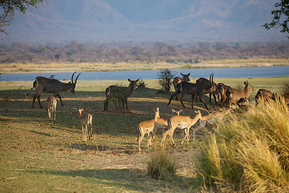 Zimbabwe_Safari 012