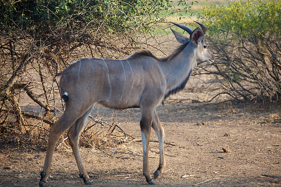 Zimbabwe_Safari 013