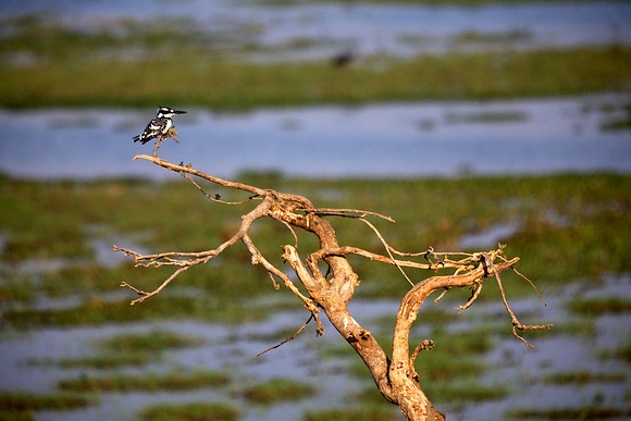 Zimbabwe_Safari 014