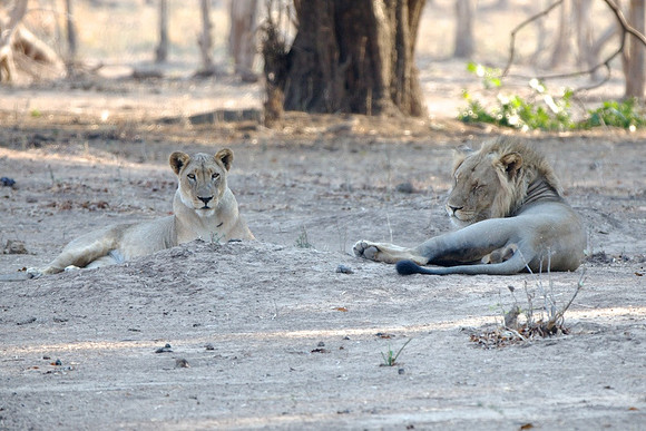 Zimbabwe_Safari 016