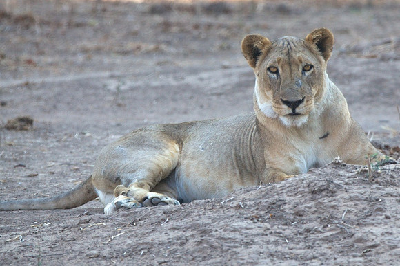 Zimbabwe_Safari 017