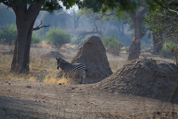 Zimbabwe_Safari 018
