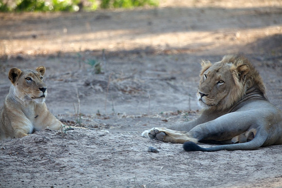 Zimbabwe_Safari 019