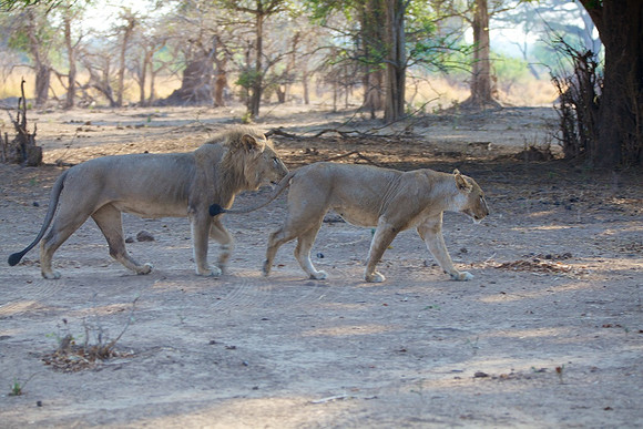 Zimbabwe_Safari 020