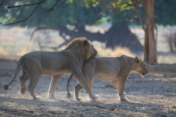 Zimbabwe_Safari 021