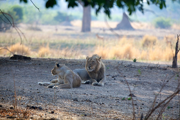 Zimbabwe_Safari 023