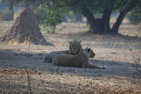 Zimbabwe_Safari 024