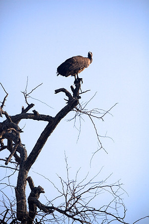 Zimbabwe_Safari 025