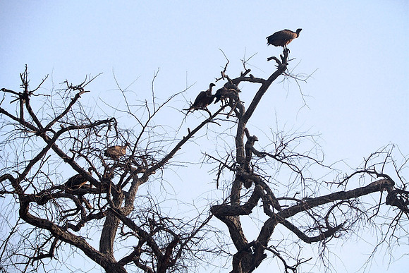 Zimbabwe_Safari 026