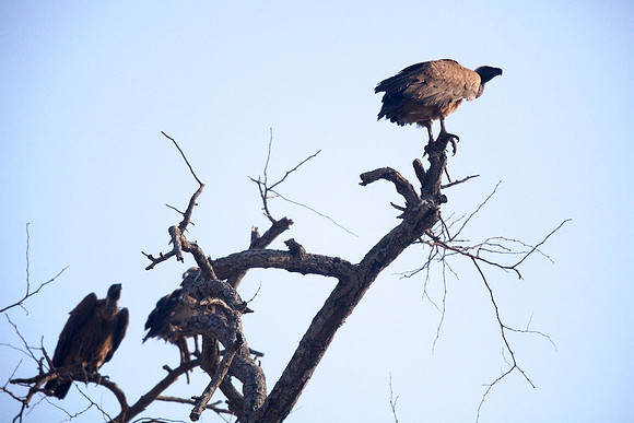 Zimbabwe_Safari 027