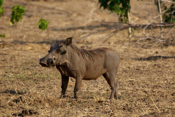 Zimbabwe_Safari 028