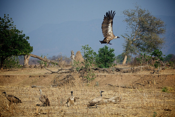 Zimbabwe_Safari 030