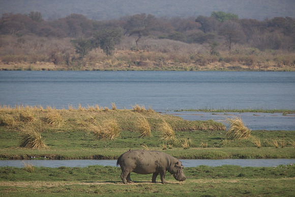Zimbabwe_Safari 034