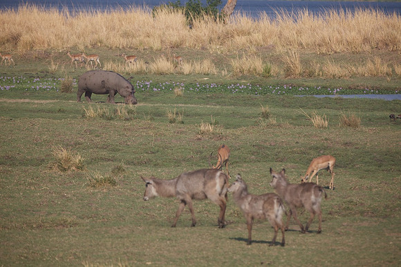 Zimbabwe_Safari 035