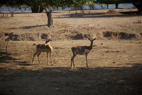 Zimbabwe_Safari 036