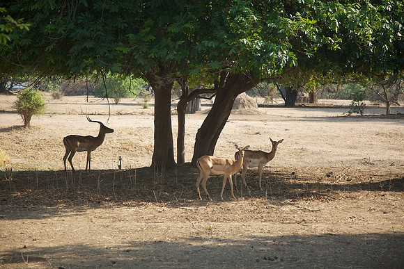 Zimbabwe_Safari 037
