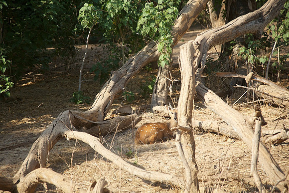 Zimbabwe_Safari 038