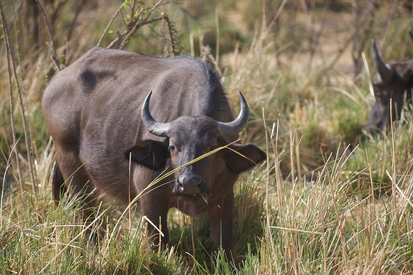 Zimbabwe_Safari 040