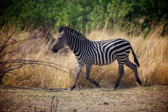 Zimbabwe_Safari 043