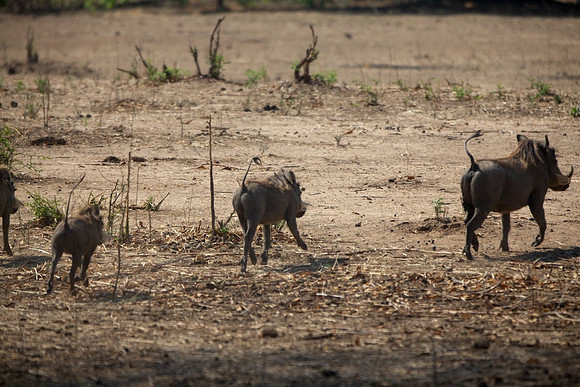 Zimbabwe_Safari 044