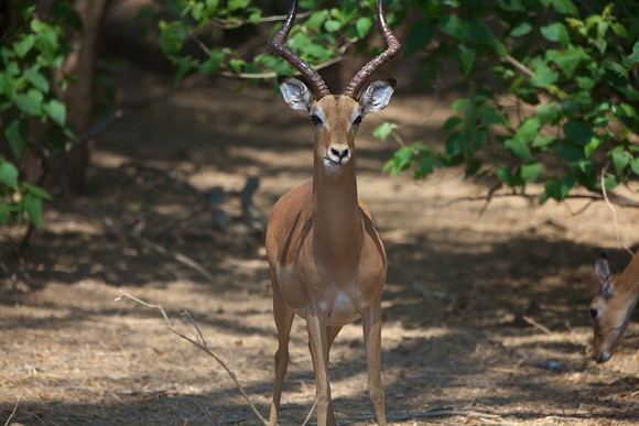 Zimbabwe_Safari 047