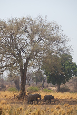 Zimbabwe_Safari 048