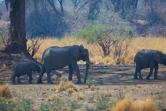 Zimbabwe_Safari 049