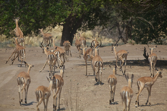 Zimbabwe_Safari 050