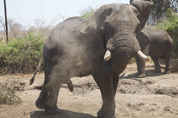 Zimbabwe_Safari 052