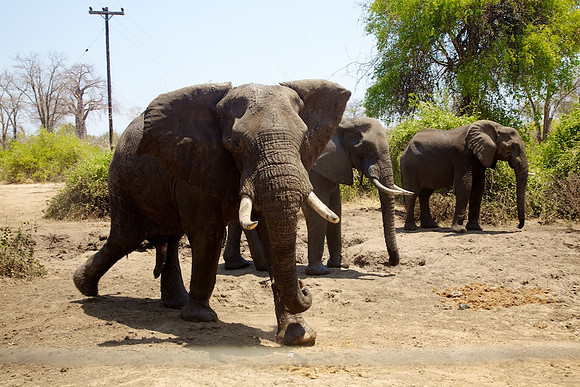 Zimbabwe_Safari 053
