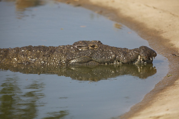 Zimbabwe_Safari 054