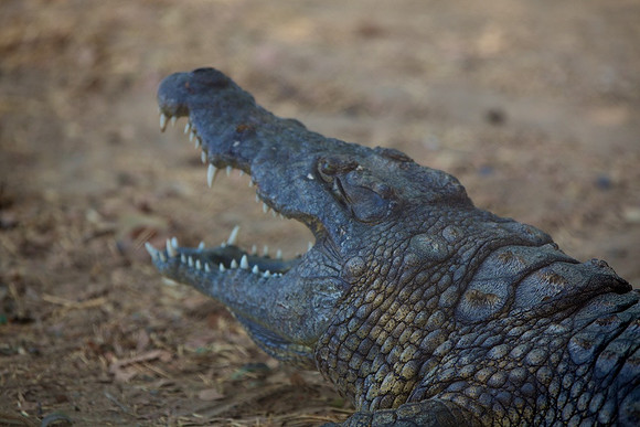Zimbabwe_Safari 055