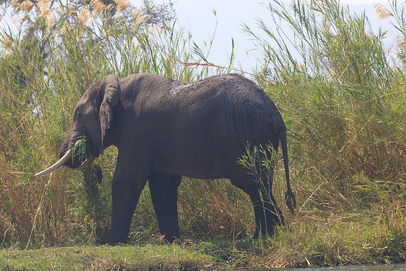 Zimbabwe_Safari 058