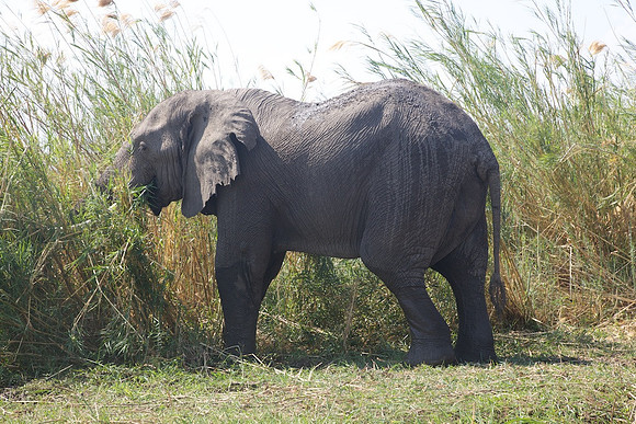 Zimbabwe_Safari 060