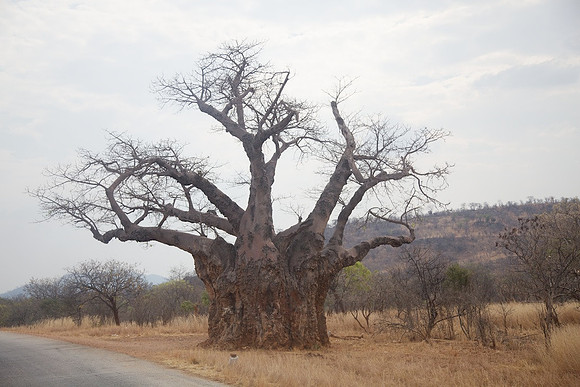 Zimbabwe_Safari 063